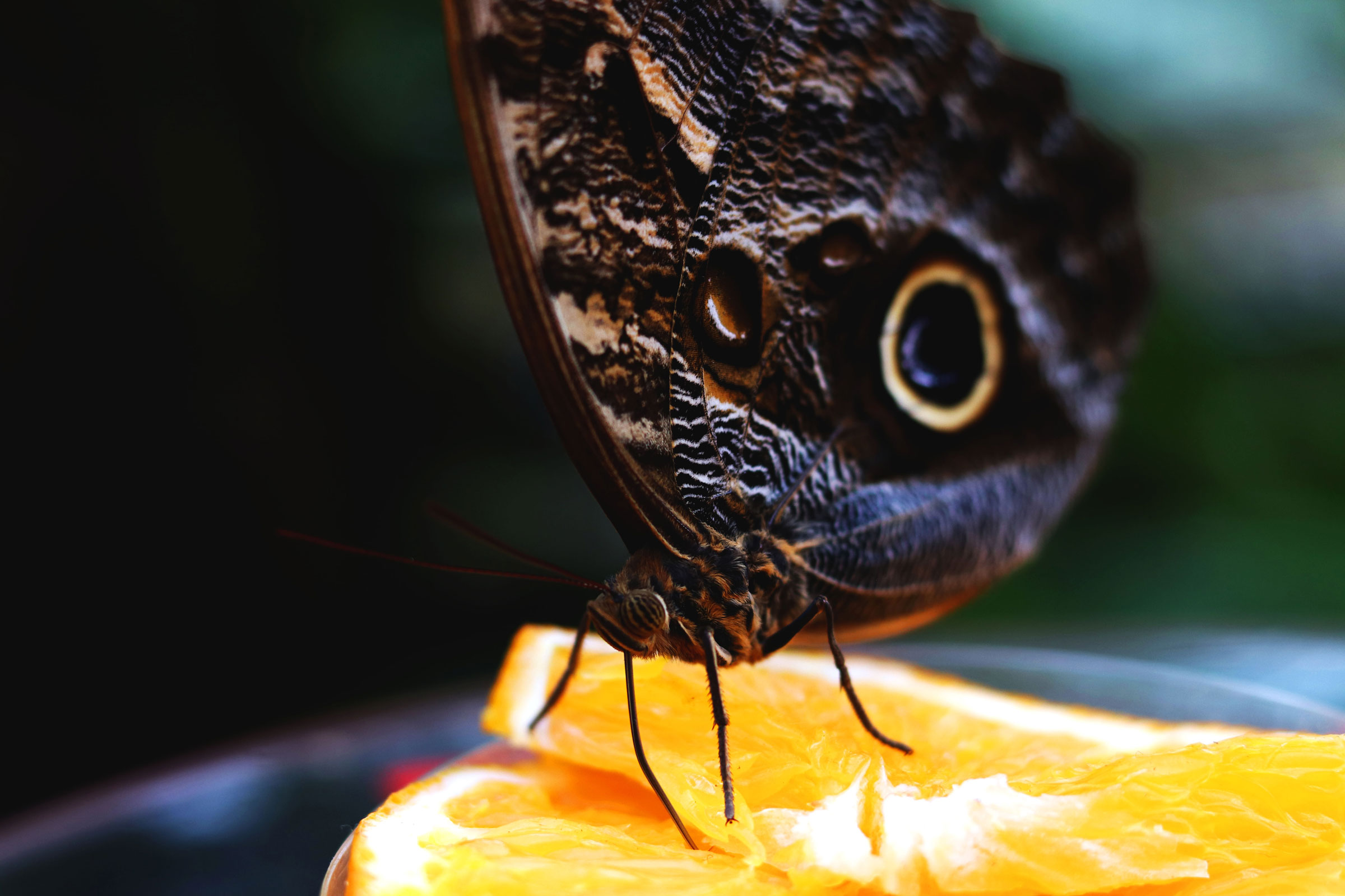 Macro photo of a butterfly eating